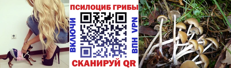 сколько стоит  Мценск  Галлюциногенные грибы ЛСД 